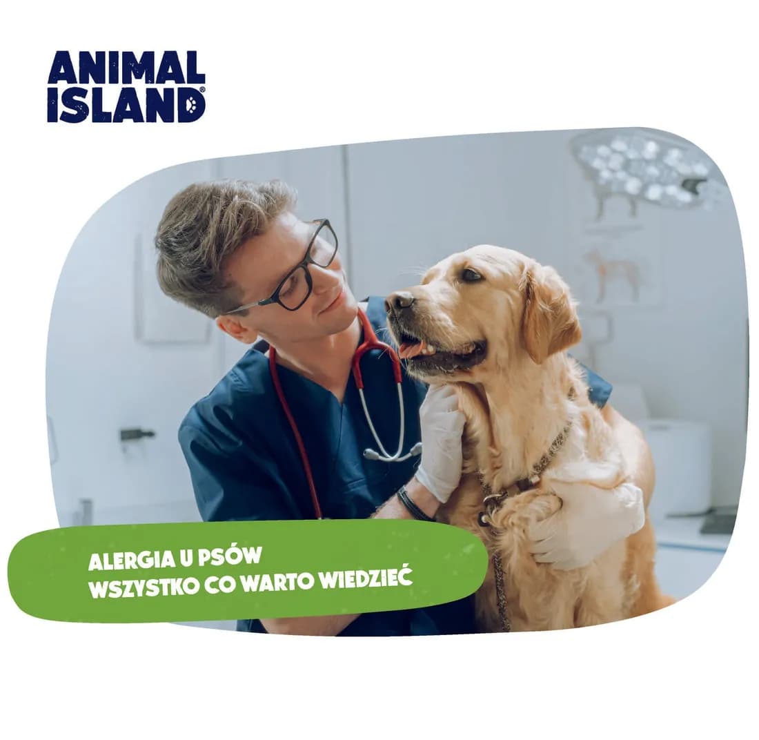 Alergia na psa objawy – rozpoznaj objawy i uniknij problemów zdrowotnych