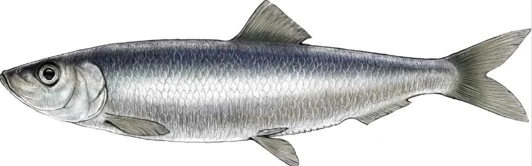 Czy śledź bałtycki jest zdrowy? Odkryj prawdę o jego bezpieczeństwie