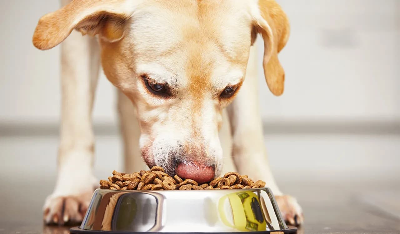 Czym karmić psa z alergią skórną, aby złagodzić objawy i poprawić zdrowie?